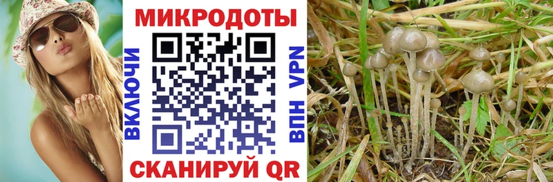что такое гидра ССЫЛКА Псилоцибиновые грибы прущие грибы Дрезна
