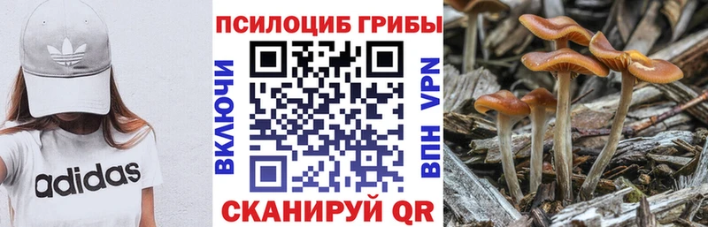 Псилоцибиновые грибы Psilocybe Дрезна